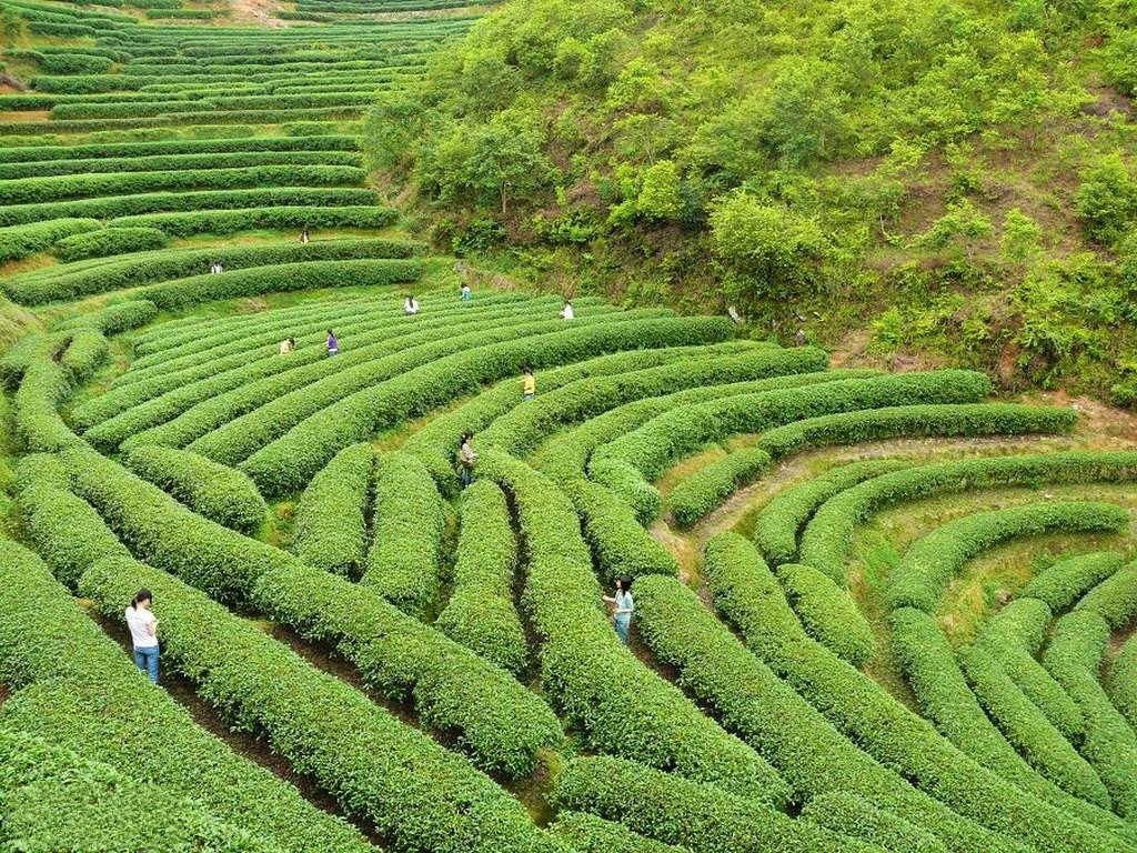 玲珑茶